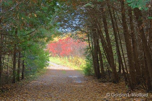 Tree Tunnel_23028.jpg - Photographed at the Ken Reid Conservation Area near Lindsay, Ontario Canada. 